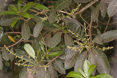 Holigarna arnottiana